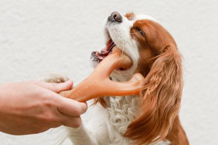 アメリカ生まれの犬用噛むおもちゃ『ベネボーンutf-8 アメリカ生まれの犬用噛むおもちゃ『ベネボーンutf-8