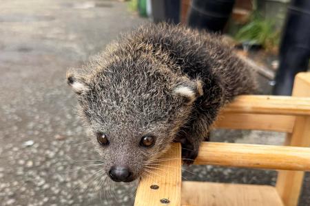 伊豆シャボテン動物公園「ビントロング」と「シロテテ 伊豆シャボテン動物公園「ビントロング」と「シロテテ