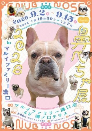 フレンチブルドッグやパグなどの愛らしい“鼻ぺちゃ犬” フレンチブルドッグやパグなどの愛らしい“鼻ぺちゃ犬”