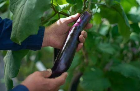 住友金属鉱山、SOLAMENT関連イベント「絶滅危惧野菜ガ