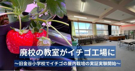 旧金谷小学校でイチゴの屋内栽培を開始!FLNとJPTが廃 旧金谷小学校でイチゴの屋内栽培を開始!FLNとJPTが廃