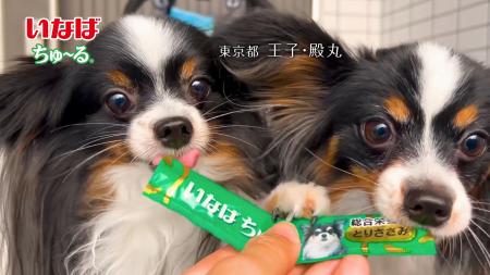 いなばペットフード　個性豊かなわんちゃんたちが大集