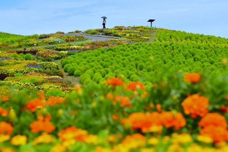 ウェルカムガーデンが見頃に！色鮮やかな風景が皆様を