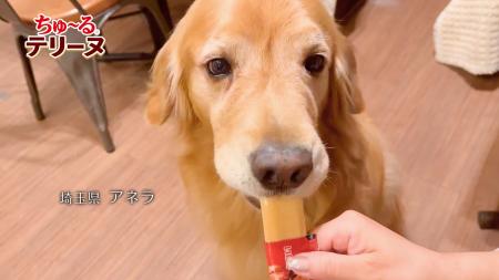 いなばペットフード　幸せそうに食べる姿に注目！「ち