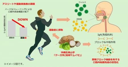 アスリートの免疫研究成果を国際特許出願。沖縄在来ヤ