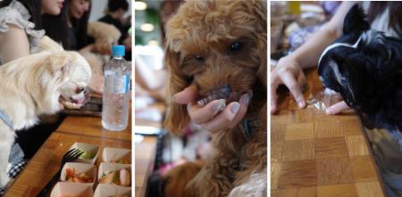 【試食会イベント】HEKA×はごろもフーズ　犬の一生で