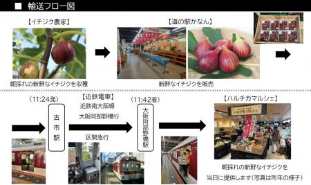河南町の新鮮な朝採れイチジクを、ハルチカマルutf-8 河南町の新鮮な朝採れイチジクを、ハルチカマルutf-8