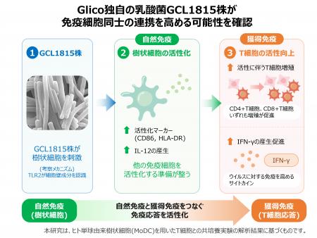 Glico独自の乳酸菌GCL1815株が免疫細胞同士の連携を高