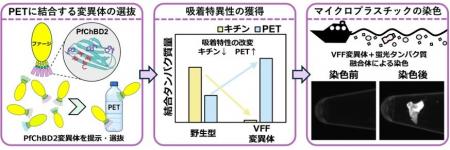 天然のキチン結合タンパク質を人工進化させ、プラスチ