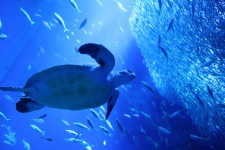 SDGs週間 パネル展示「海からのメッセージ~ウミガメ SDGs週間 パネル展示「海からのメッセージ~ウミガメ