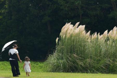 パンパスグラスの花穂が出始めました。（国営ひたち海