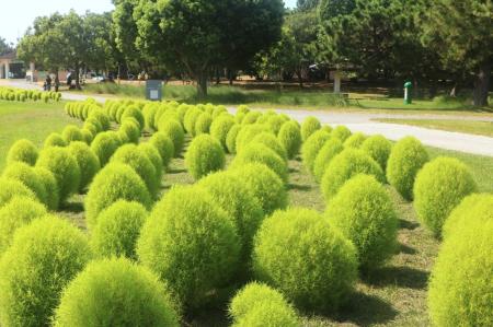 グリーンコキア見頃（国営海の中道海浜公園）