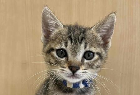 丹波篠山ＴＮＲ推進プロジェクト ～人と猫が調和し、