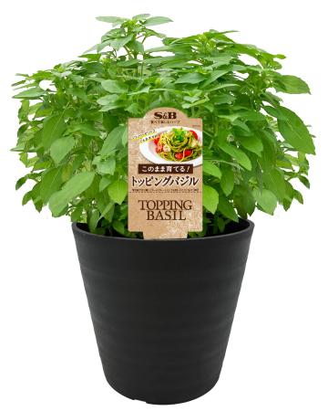 植替えいらずで育てられる 葉も茎も料理に使える品種 