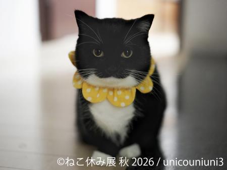 SNSで人気の猫作品が名古屋に集結！「ねこ休み展utf-8