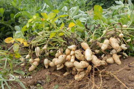【千葉県への落花生導入150周年】“落花生を掘るために 【千葉県への落花生導入150周年】“落花生を掘るために