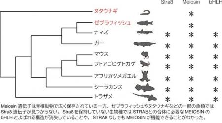卵子・精子をつくる遺伝子スイッチの進化を解明― MEIO