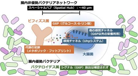 腸内バクテリアの「盗み聞き」戦略を解明 ～腸内utf-8