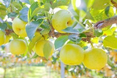 いよいよ旬本番!鳥取県産「二十世紀梨」が8月27日か いよいよ旬本番!鳥取県産「二十世紀梨」が8月27日か