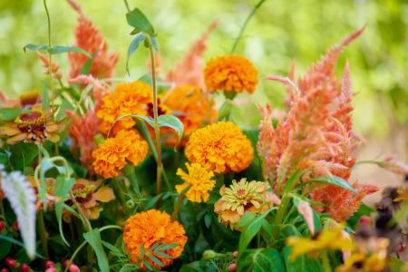 【10万株超のコスモスと、摘むと花束ができる「コスモ