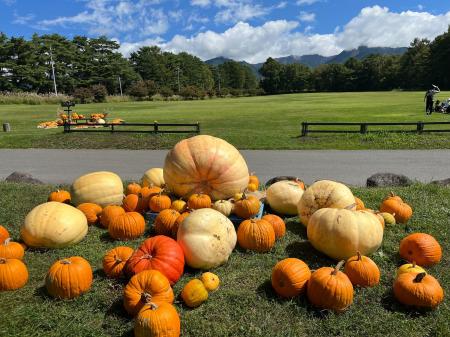 約1万個のハロウィンかぼちゃ収穫（8/31～）と商業施