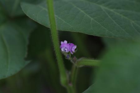 小さくてかわいい紫色の花―丹波篠山の特産品「黒大豆 小さくてかわいい紫色の花―丹波篠山の特産品「黒大豆