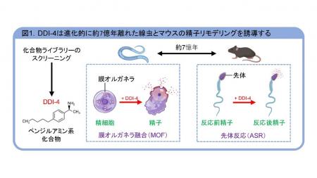 【摂南大学】なぜ、オスは高温下で生殖機能が低下する 【摂南大学】なぜ、オスは高温下で生殖機能が低下する