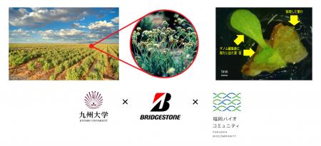 天然ゴム資源であるグアユールのゴム生産性向上utf-8