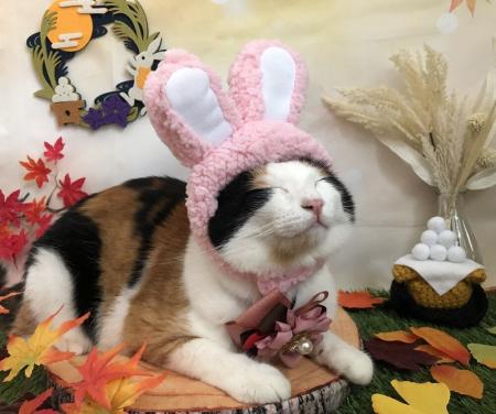 いなばペットフード わんちゃん・猫ちゃんとの「お月 いなばペットフード わんちゃん・猫ちゃんとの「お月