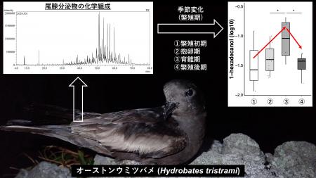 海鳥オーストンウミツバメの尾腺分泌物の季節変化を解