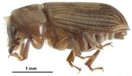 新種の昆虫「タカクマオオキクイムシ」を鹿児島utf-8