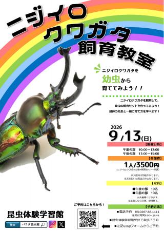 虹色に輝く美しいクワガタを幼虫から育てよう！昆虫体