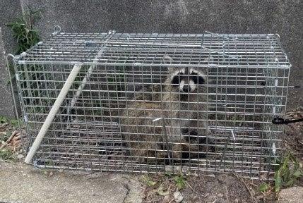 深刻化するアライグマ被害への対応策神戸市では市民と