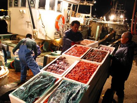 【加賀温泉郷】橋立漁港　9月1日 底曳網漁がいよいよ