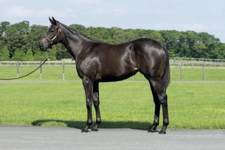 クラブゆかりの血統やG1馬の産駒もラインナップ！イン