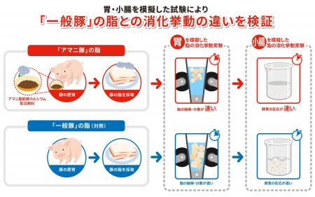 ニチレイフーズ「アマニ豚」の脂が示す新たな消化特性