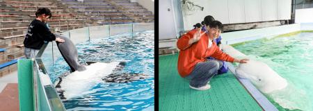 【鴨川シーワールド】シャチとの握手体験やベルーガに