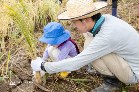 【千葉・香取】親子で土にふれ、鎌で稲を一株ずつ刈る