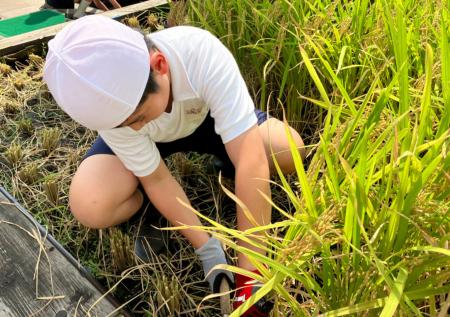 プレナス米文化継承活動 茅場町あおぞら田んぼプロジ