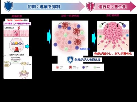 【徳島大学】口腔がん発生の初期に「遺伝子異常の組み
