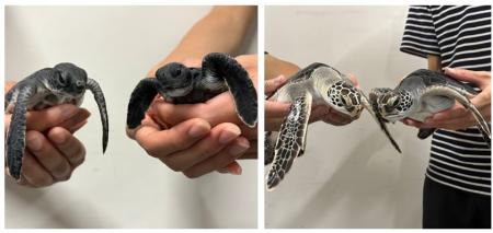 【すみだ水族館】新たなアオウミガメの赤ちゃん2utf-8 【すみだ水族館】新たなアオウミガメの赤ちゃん2utf-8