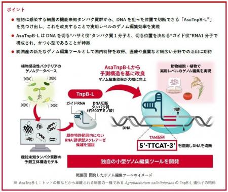 新しい小型ゲノム編集ツールを純国産で開発 新しい小型ゲノム編集ツールを純国産で開発
