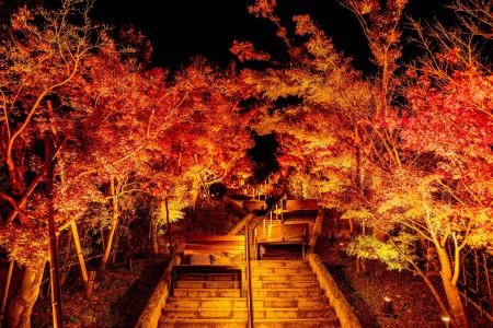 【長門湯本温泉】秋の夜に灯りに照らされる紅葉を楽し
