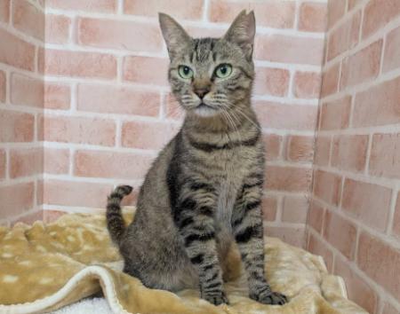 ペッツファーストグループ　宇都宮市保健所より保護猫