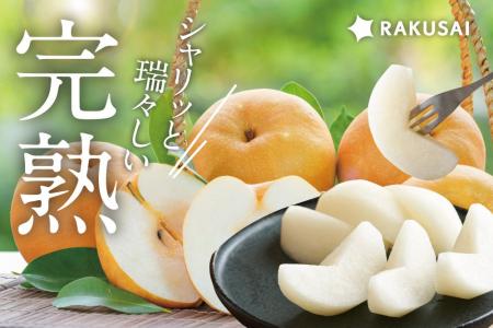 昨年わずか10日間で完売！信州松本の『南水梨』(長野