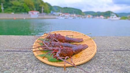 南伊豆町 伊勢海老まつり2026開催!旬の伊勢海老付き 南伊豆町 伊勢海老まつり2026開催!旬の伊勢海老付き