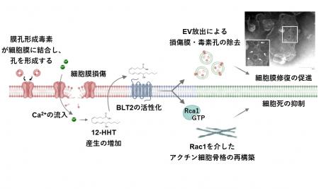 細菌毒素から細胞を守る新たな仕組みを発見