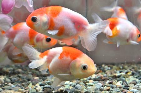 特別展「KINGYO～四季が彩る日本の金魚文化～」を開催