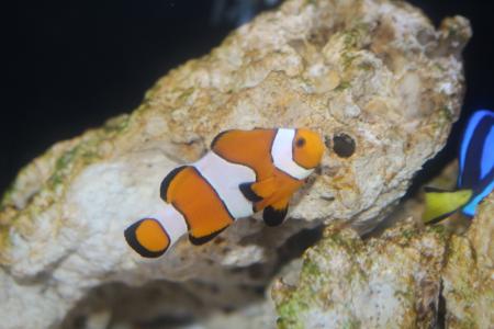 【下田海中水族館】海の中で見つけたパンプキン 水族 【下田海中水族館】海の中で見つけたパンプキン 水族