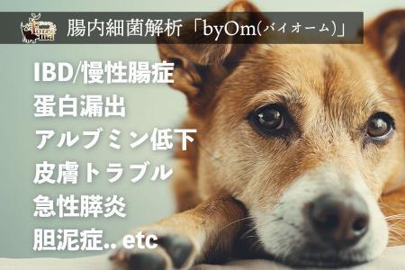 犬猫の腸内フローラ検査「byOm(バイオーム)」、動物病